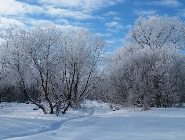 Paesaggio invernale Fotografia Stock