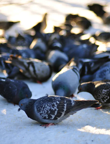 Pidgeons. — Foto de Stock