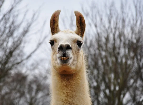 Ett porträtt av en lama — Stockfoto