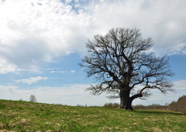 Meşe Ağacı
