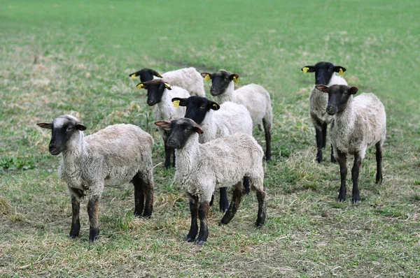 Bir grup koyun. — Stok fotoğraf