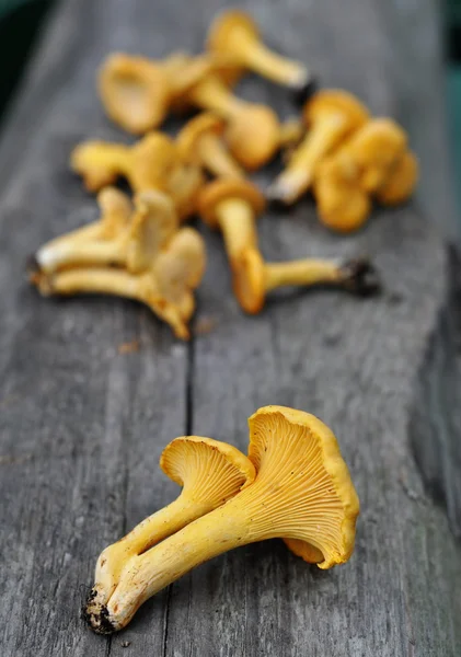 Chantrelle mushrooms — Stock Photo, Image