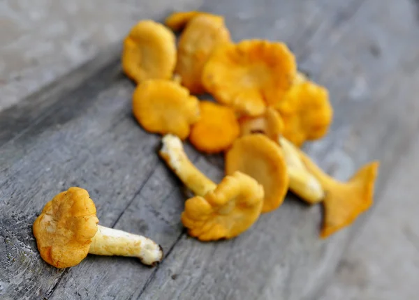 Chantrelle mushrooms — Stock Photo, Image
