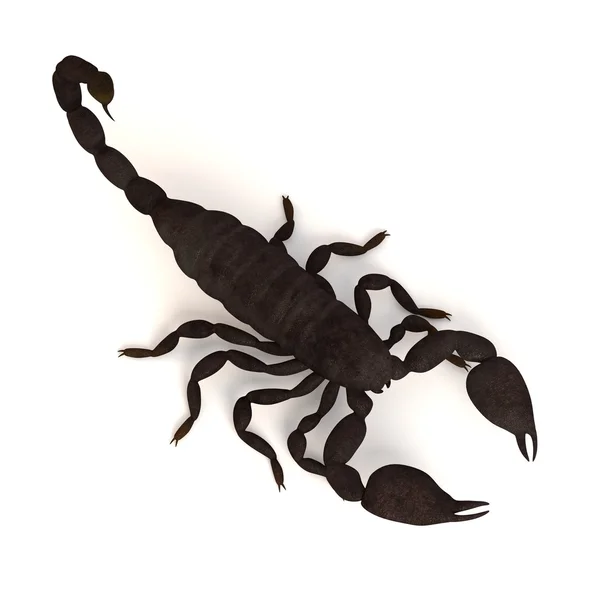 Scorpione imperatore nero — Foto Stock