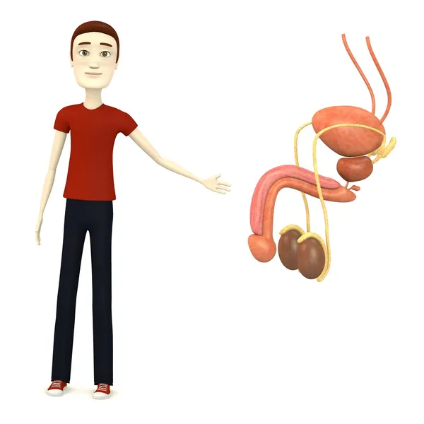 3D візуалізація мультиплікаційного персонажа з чоловічою репродуктивною системою — стокове фото