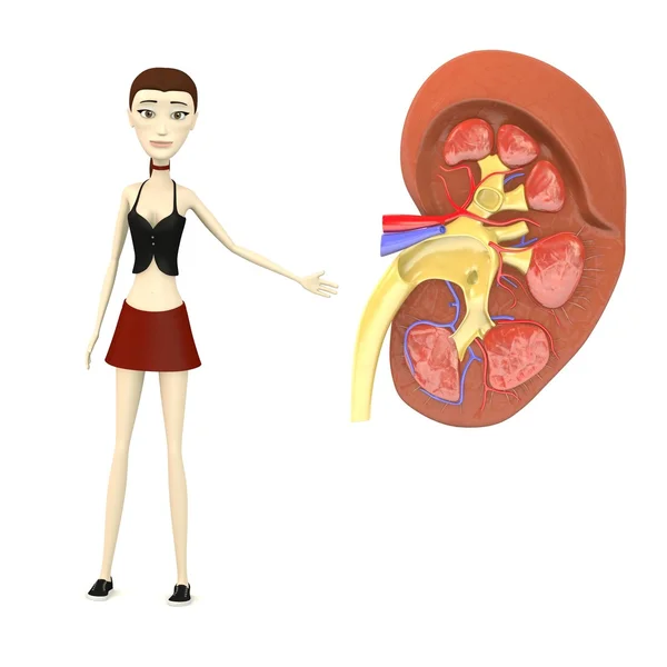 3d render of cartoon character with kidney — Stock Photo, Image