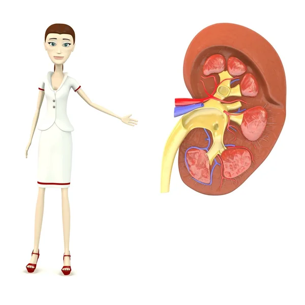 3d render of cartoon character with kidney — Stock Photo, Image