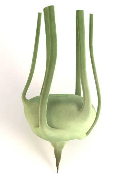 3d render of kohlrabi vegetable — Stock Photo, Image