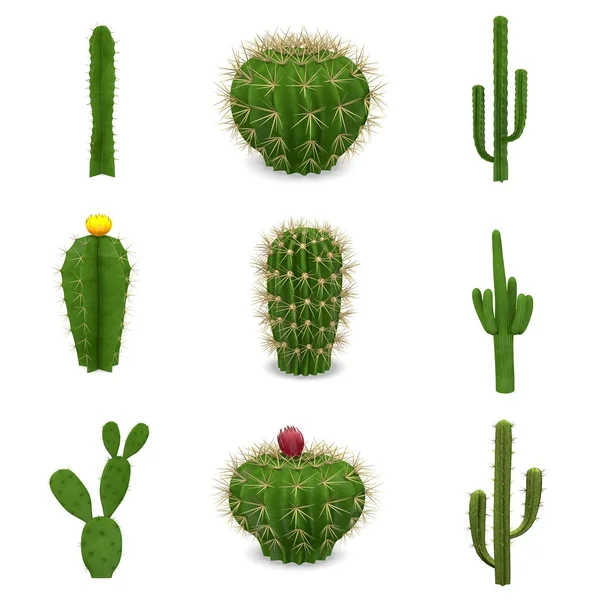 Rendery 3D zestaw kaktusy — Zdjęcie stockowe