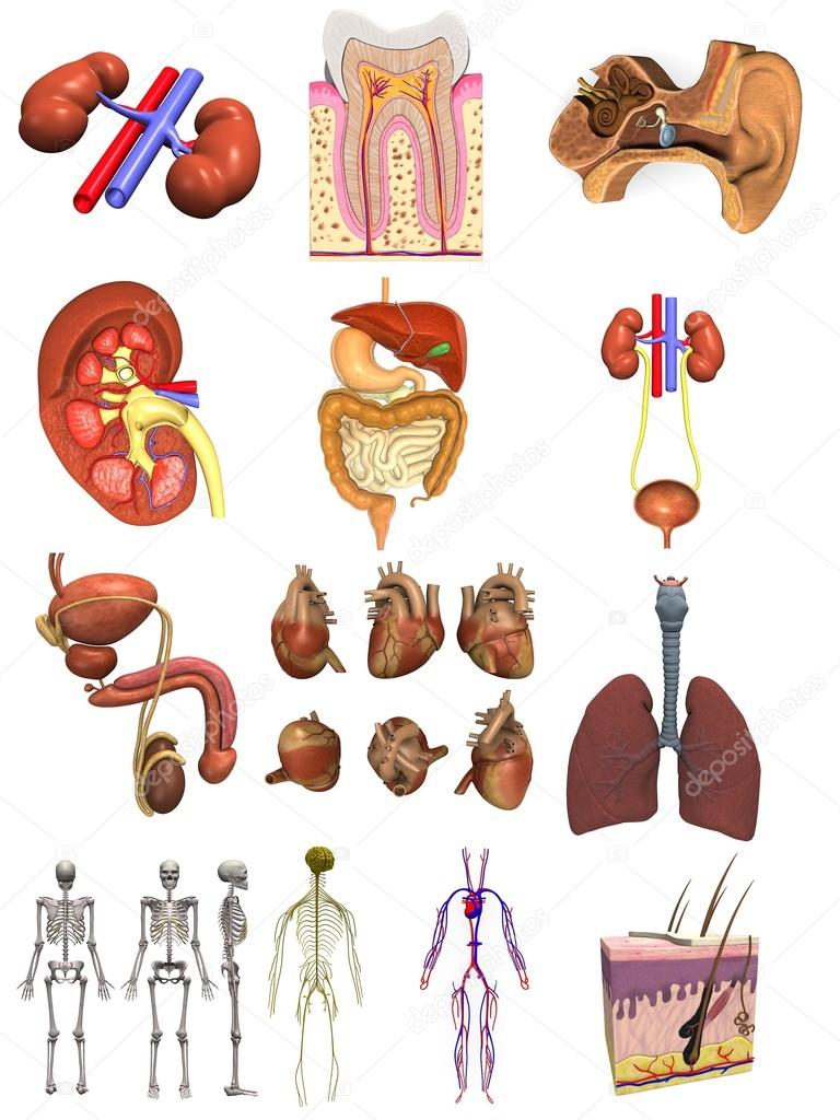 Collection of 3d renders - male organs