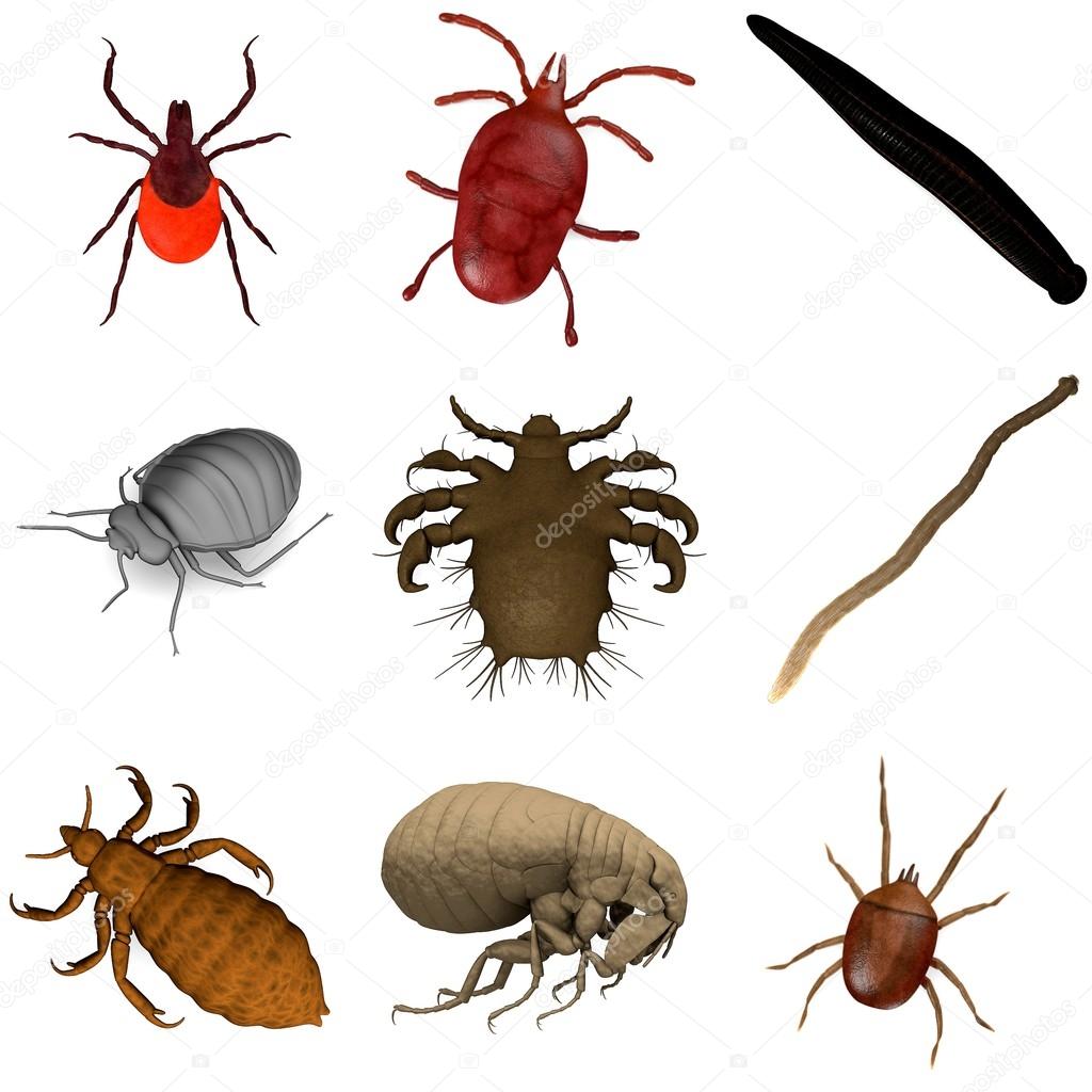 Collection of 3d renders - parasites