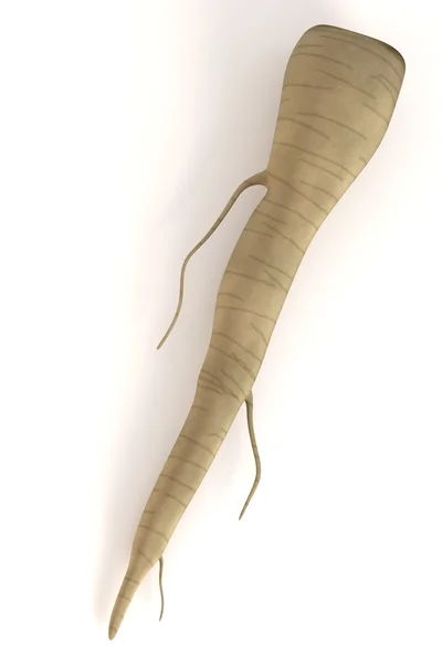 3d render of parsley root — Stock Photo, Image