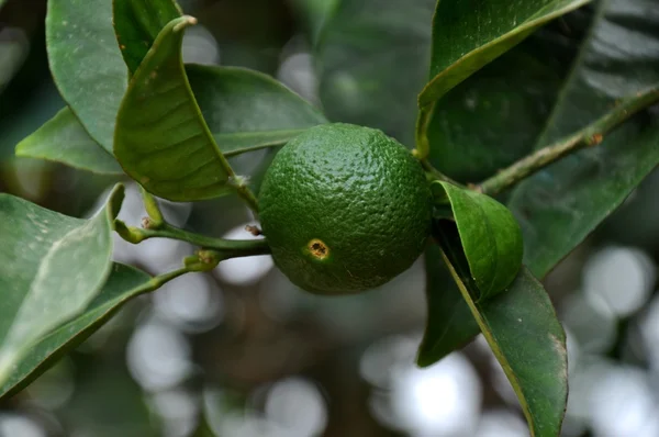 Foto de planta - limoeiro — Fotografia de Stock