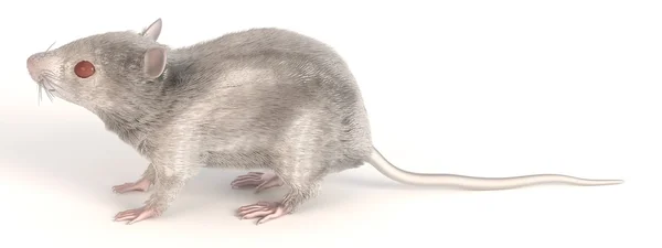 Rendering 3d del mouse bianco — Foto Stock