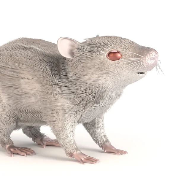 3D render van witte muis — Stockfoto