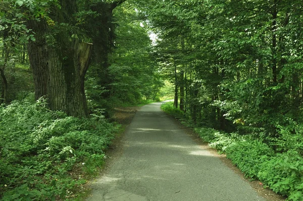 Beautiful forest scene - path in woods — Stock Photo, Image