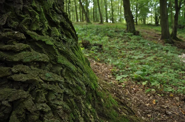 Bella scena della foresta - corteccia di quercia — Foto Stock