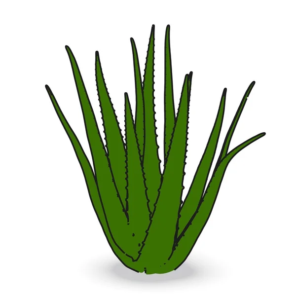 Kreslený obrázek Aloe — Stock fotografie