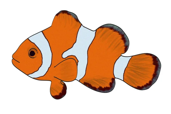 Kreslený obrázek anemone ryb — Stock fotografie