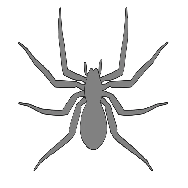 Imagem dos desenhos animados da aranha amaurobius — Fotografia de Stock