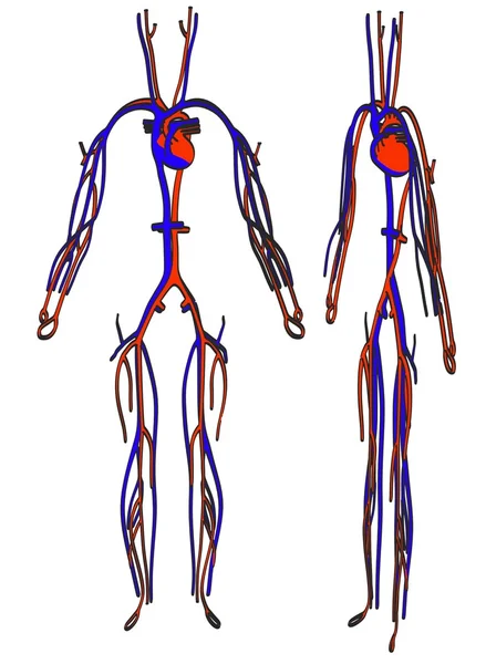 Cartoon image of circulatory system — Stock Photo, Image