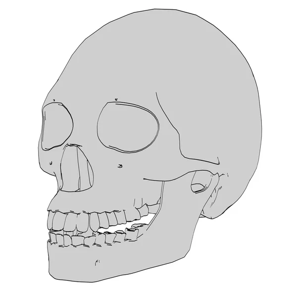 Cartoon image of female skull — Stock Photo, Image