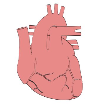 insan kalp karikatür resim