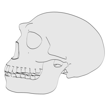 homo erectus kafatası çizgi film resim