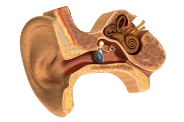 gerçekçi 3d render kulak anatomisi