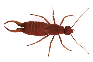 Realistic 3d render of earwig clipart