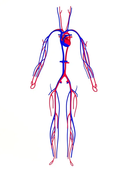 Realista 3d renderizado del sistema circulatorio — Foto de Stock