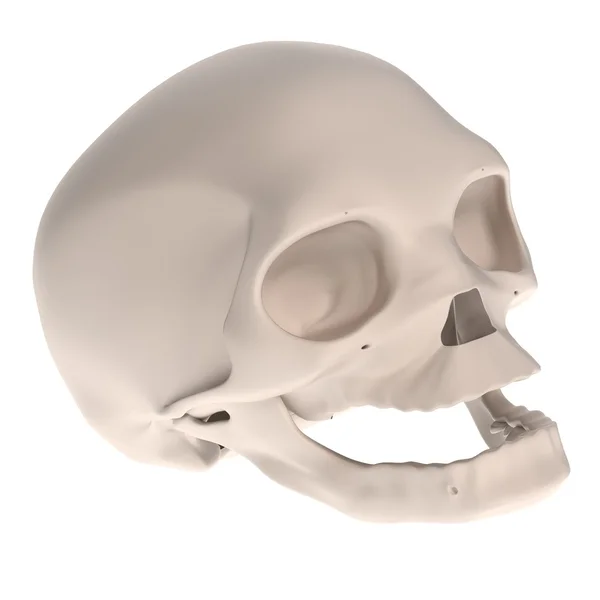 Realistische 3d render van foetus schedel — Stockfoto