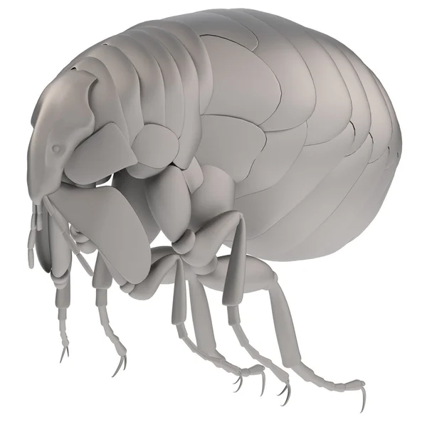 Realistic 3d render of flea — Stock Photo, Image