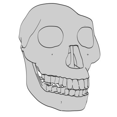 australopithecus kafatası çizgi film resim