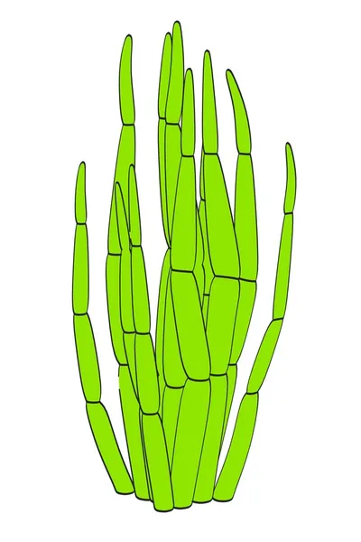 Immagine cartone animato di albero di cactus — Foto Stock