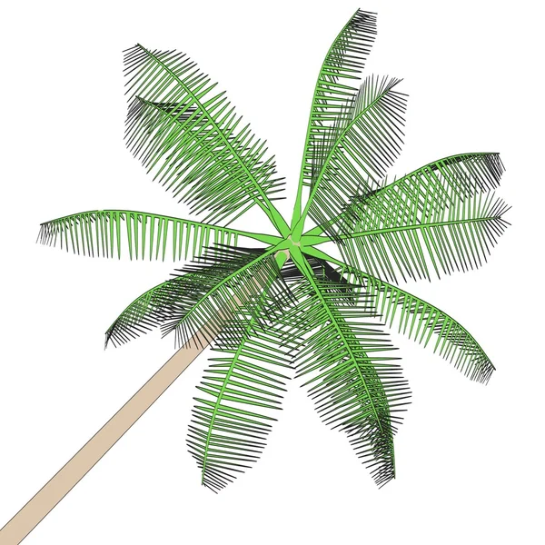 Cartoon image of palm tree — Stock Photo, Image