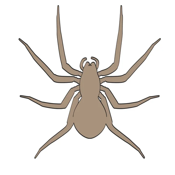 Карикатурное изображение паука-аранея — стоковое фото