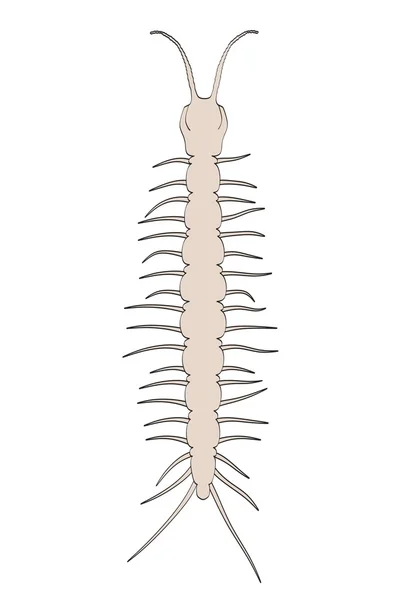 Kreslený obrázek lithobius forficatus — Stock fotografie