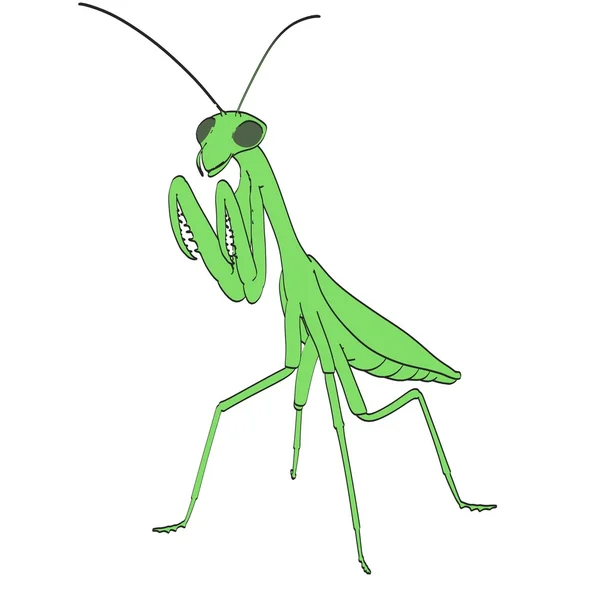 Cartoon afbeelding van praying mantis — Stockfoto