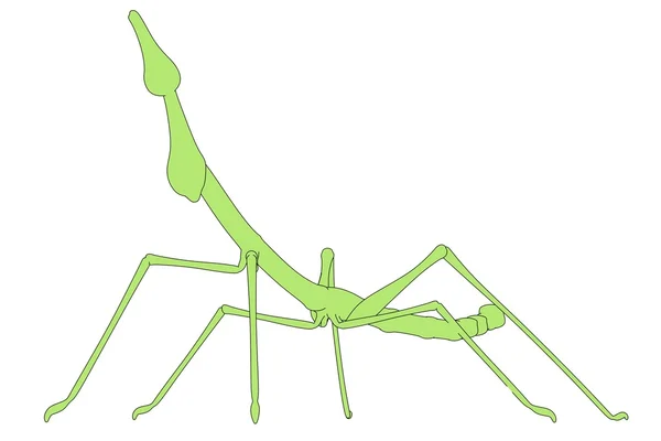 Cartoon afbeelding van stick insect — Stockfoto