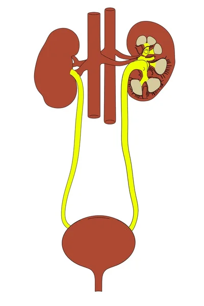 Immagine cartone animato del sistema urinario — Foto Stock