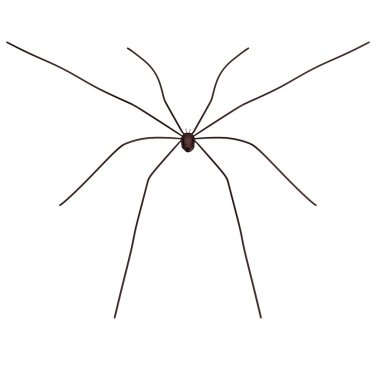 phalangium opilio gerçekçi 3d render