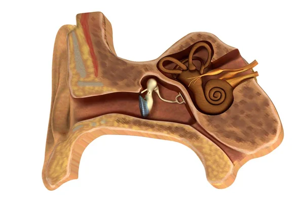 Realistyczne renderowanie 3d anatomii ucha — Zdjęcie stockowe