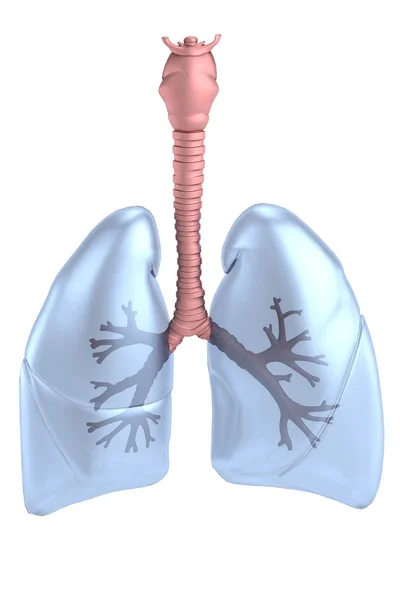 Realista 3d renderizado de pulmones —  Fotos de Stock