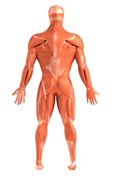 Realistische 3D-Darstellung der Muskeln — Stockfoto