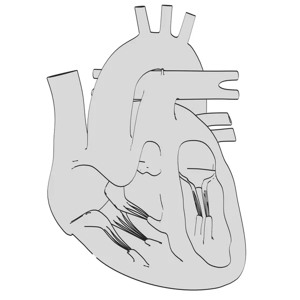 Immagine cartone animato del cuore umano — Foto Stock