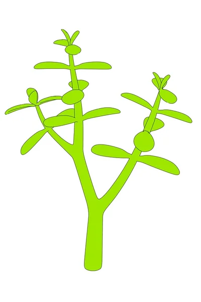 Карикатурное изображение суккулентного растения — стоковое фото