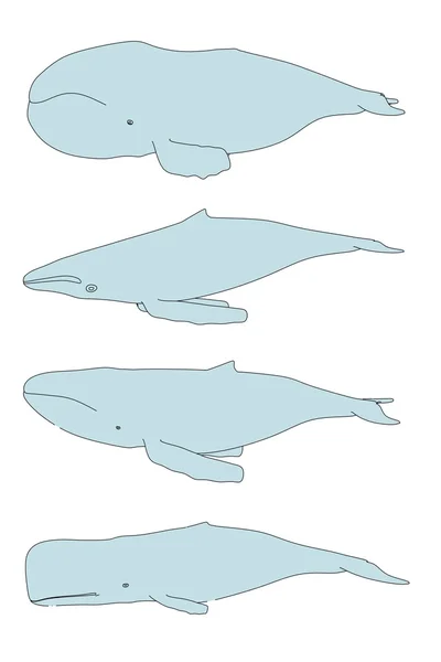 Tegneserie billede af havhvaler - Stock-foto