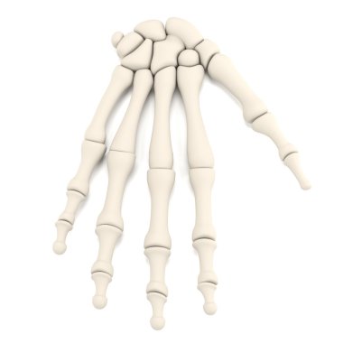 Realistic 3d render of hand bones clipart