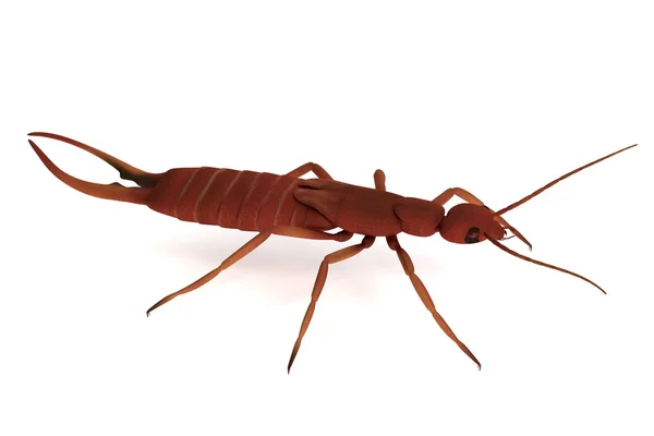 Realistic 3d render of earwig — Stock Photo, Image